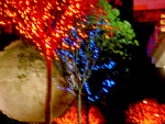 Christmas Lights - 19
