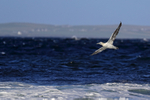 Gannet passes Ness of Duncansby, Scotland