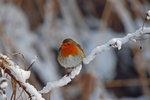 Robin