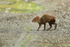 Agouti crossing Pipeline Road, Panama