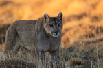 Female Puma Petaca sunlit background, Torres del Paine, Chile
