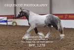 BPP_1278