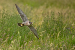 Peregrine Falcon