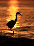Snowy Egret silhouette, Sanibel Island, Florida