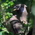 Speckled Mousebird close-up