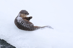 River Otter rolling in snow, Yellowstone National Park, Wyoming