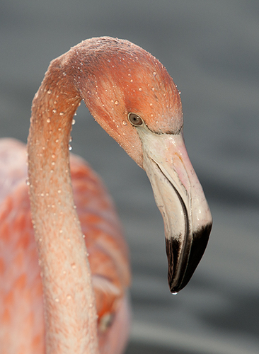 Flamingo Portrait