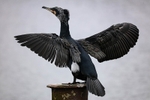 Cormorant