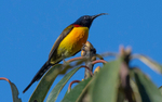 Green-tailed Sunbird