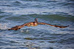 Brown Pelican (juvenile) legs retracted for take-off, Florida