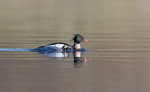 Red Breasted Merganser - Mergus serrator