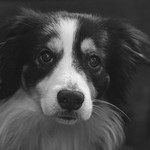 Working Collie