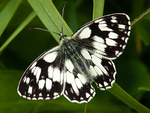 Marbled White