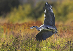 Grey Heron