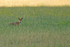 Red Fox
