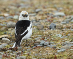 Snow Bunting on ground, Jokulsarlon, Iceland