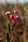 Bog Rosemary