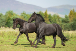 friesians 101-127