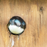 TREE-SWALLOW-IN-NEST-BOX