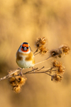 goldfinch Carduelis carduelis-3164