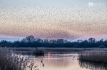 Starling Murmurations, Avalon Marshes_GS1128