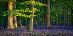 Springtime Woodland: 265E