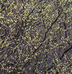 Spicebush--Norfolk County