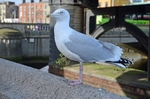 Herring Gull