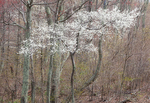TREES WEEK #15