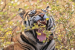 Bengal Tiger yawns, Panna Reserve, Madhyra Pradesh, India