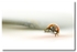 Ladybird