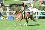 SBM_50371
