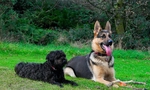 Tess & Gertie