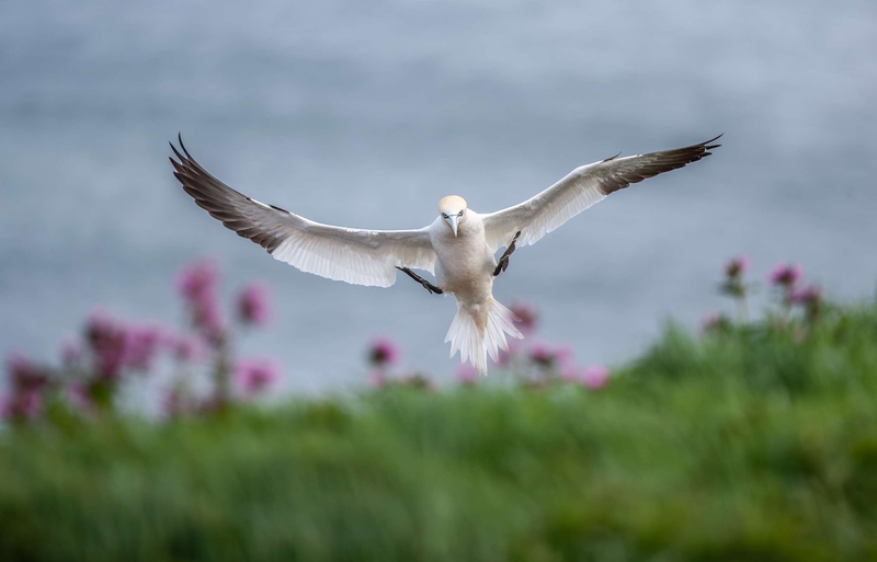 Gannet - Bempton Cliffs