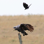 African Harrier-hawk portfolio