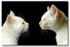 Birman Brothers