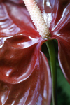Flowers Set 07 - 19
