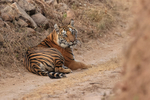 Tiger laying on road, Bandhavgarh Reserve, Madhyra Pradesh, India