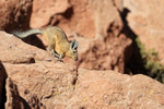 Southern Mountain Viscacha running, Chile