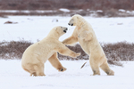 Male Polar Bears sparring, Churchill, Canada