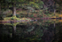 Autumn Reflection 01