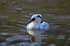 Smew