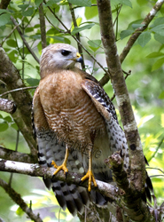 Birds 022