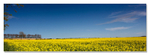 Yellow-and-Blue
