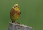 Yellowhammer