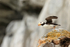 Horned Puffin prepares for takeoff, Duck Island, Alaska