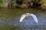 Great Egret flying, wings down - Venice Rookery, Florida