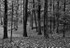 JamesGardens2310-11bw