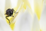 Insect_ 058