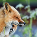 Vixen Vulpes vulpes Red Fox Kit